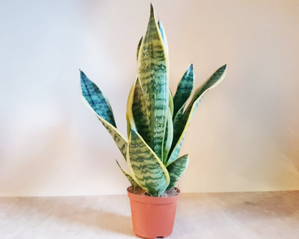 Sansevieria Futura Superba - Rose and Ammi Flowers Edinburgh florist
