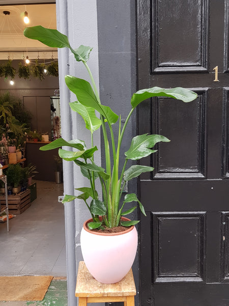 Strelizia Nicolai - Rose and Ammi Flowers Edinburgh florist