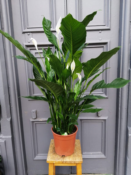 peace lily giant leaves Giant Peace lily