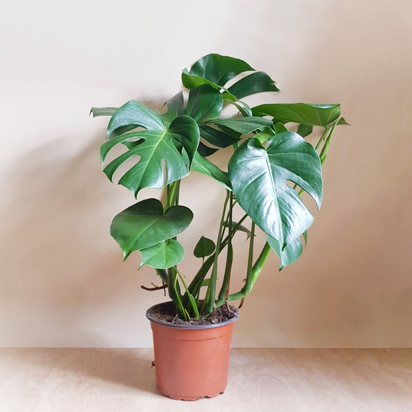 grande monstera deliciosa Monstera Deliciosa