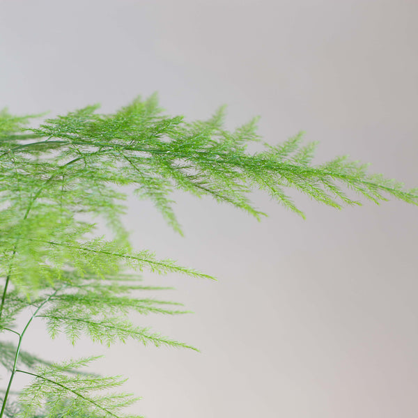 An Asparagus Fern - Rose and Ammi Flowers Edinburgh florist