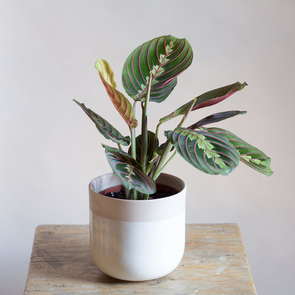 A Maranta Plant - Rose and Ammi Flowers Edinburgh florist