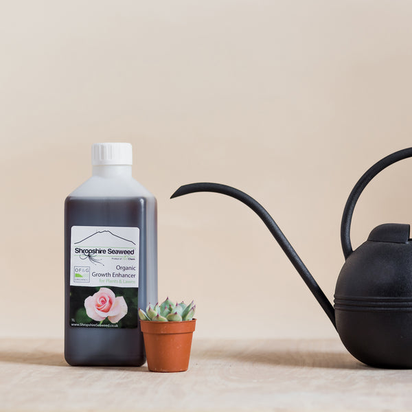 Organic Seaweed Plant Food - Rose and Ammi Flowers Edinburgh florist