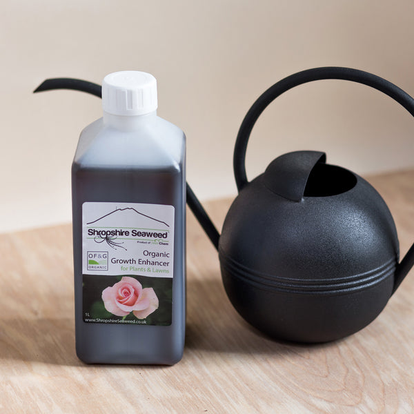 Organic Seaweed Plant Food - Rose and Ammi Flowers Edinburgh florist