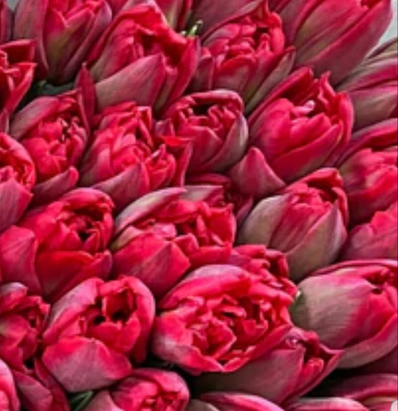 Valentine's Day British "Scarlett Verona" double tulip, online sold out visit shop for flower availability - Rose and Ammi Flowers Edinburgh florist