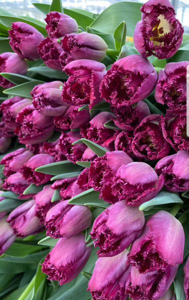 Bunch of British tulips - from Friday 22nd Feb to Saturday 24th - Rose and Ammi Flowers Edinburgh florist