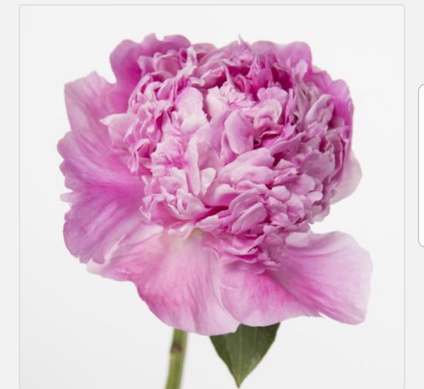 Bunch of peonies - Available from Thursday 1st June