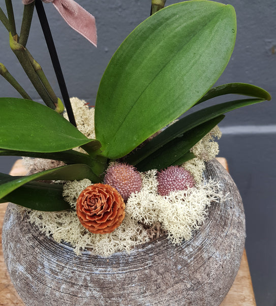Phalaenopsis Orchid with rustic stone pot