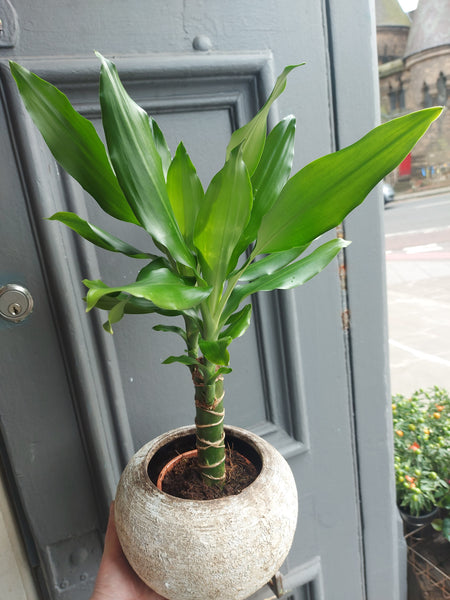 Dracaena Frgrans Steudneri