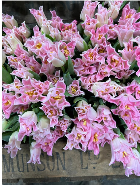 Bunch of British tulips - from Friday 26th April to Saturday 27th April