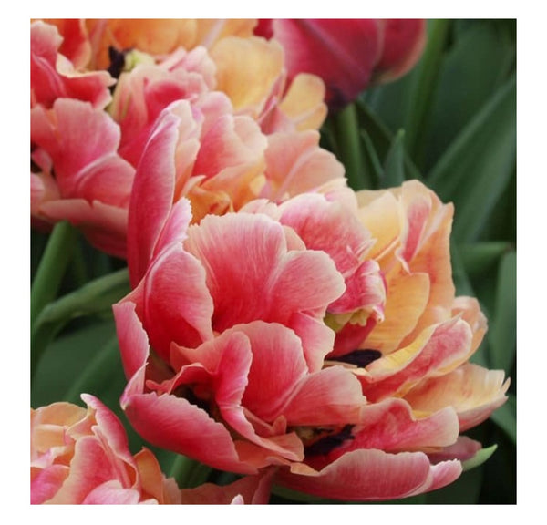 Bunch of British tulips - from Friday 3rd May to Saturday 4th May