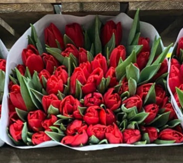 Bunch of Red British tulips Pre-order from 20th December