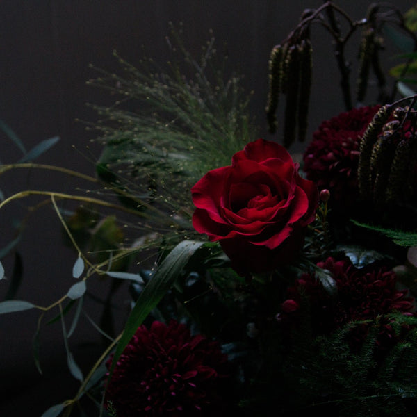 Close-up of a red rose surrounded by greenery on a dark background