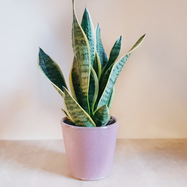 Sansevieria Futura Superba - Rose and Ammi Flowers Edinburgh florist