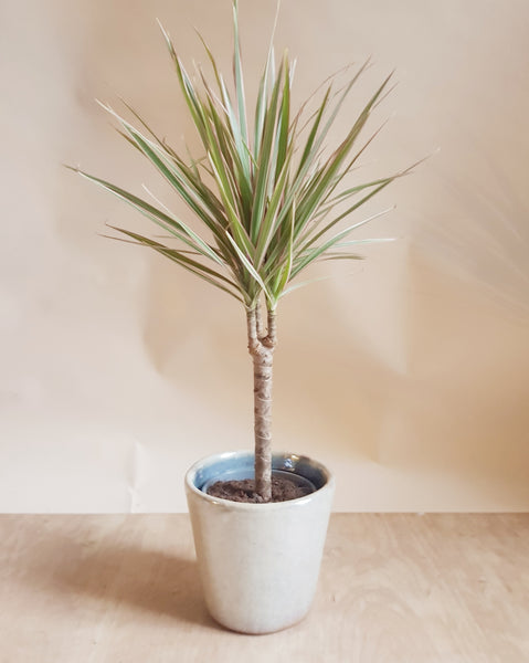 Dracaena Bicolor - Rose and Ammi Flowers Edinburgh florist