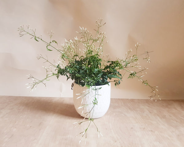 Jasminum polyanthum - Rose and Ammi Flowers Edinburgh florist