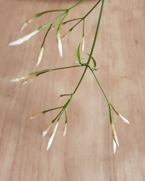 Jasminum polyanthum - Rose and Ammi Flowers Edinburgh florist