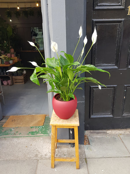 peace lily maximum size Giant Peace lily