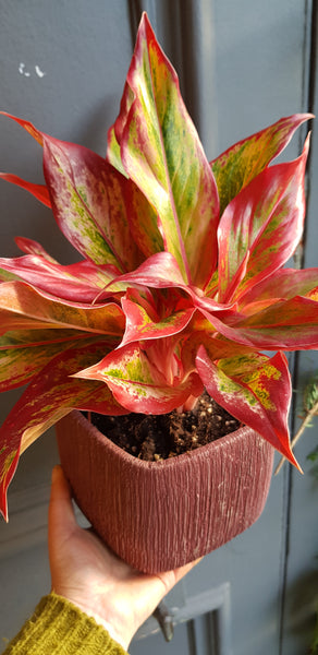 Aglaonema - Chinese Evergreen - Rose and Ammi Flowers Edinburgh florist