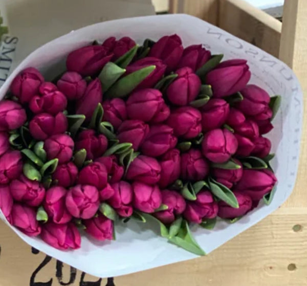 Bunch of British tulips - from Friday 22nd Feb to Saturday 24th - Rose and Ammi Flowers Edinburgh florist
