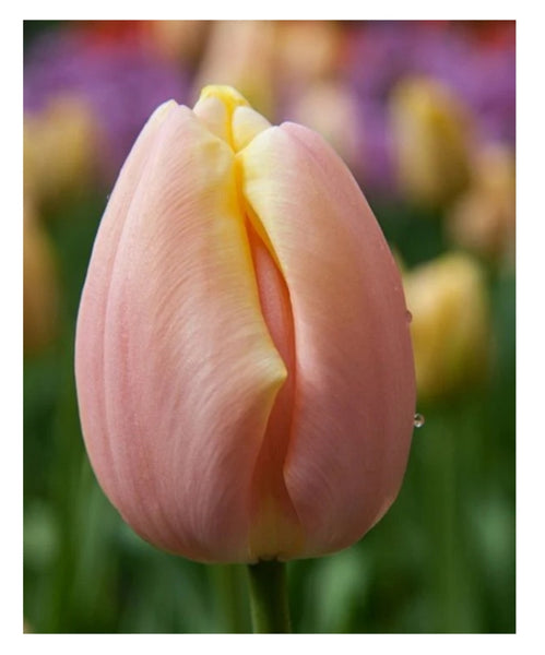 Easter British Tulip Bouquet - Pre-order for Wednesday 5th to Saturday 8th April