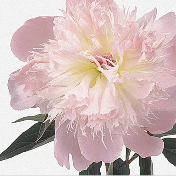 Bunch of peonies - Available from Monday 13th June - Rose and Ammi Flowers Edinburgh florist
