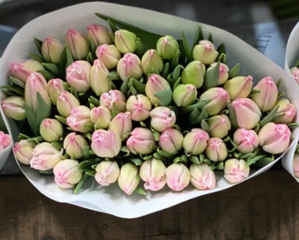 Bunch of British tulips - from Monday 20th February - Rose and Ammi Flowers Edinburgh florist