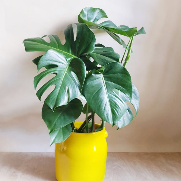 ikea monstera deliciosa Monstera Deliciosa
