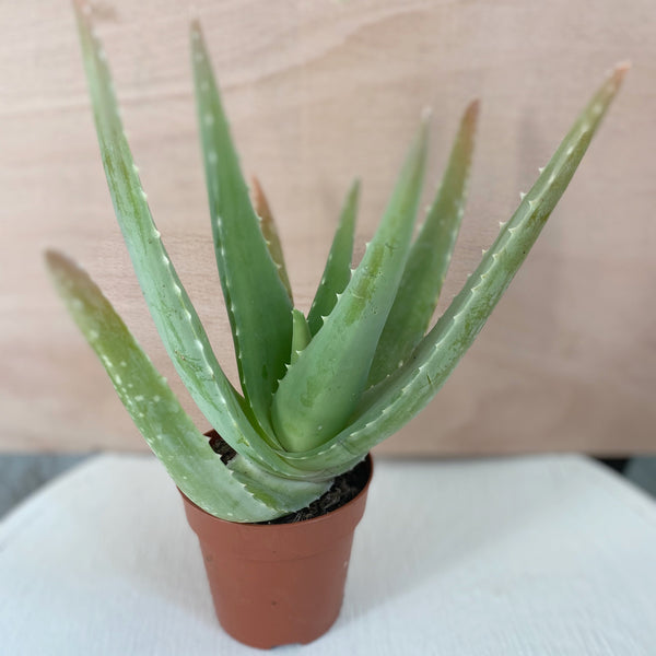 Small Aloe Vera plants - Rose and Ammi Flowers Edinburgh florist