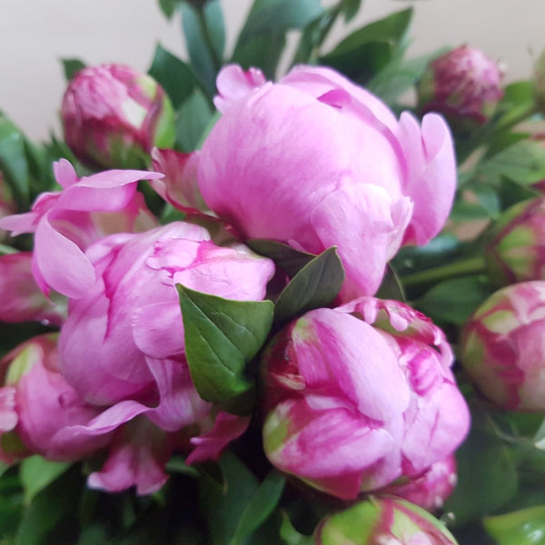 Bunch of peonies - Available from Monday 13th June - Rose and Ammi Flowers Edinburgh florist