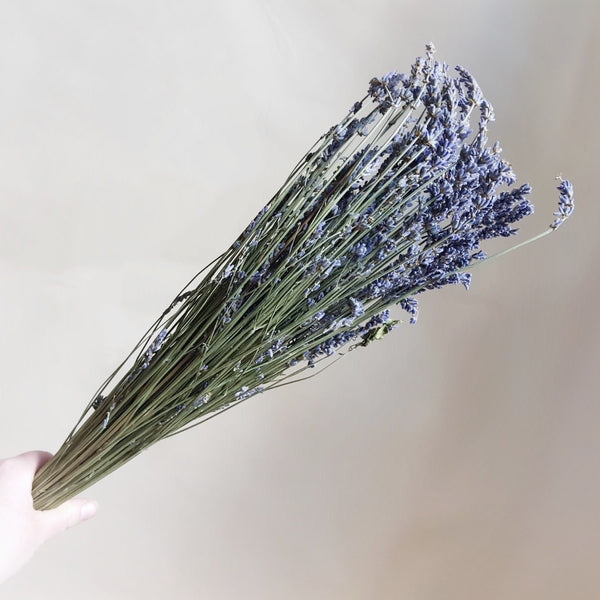 Dried lavender - Rose and Ammi Flowers Edinburgh florist