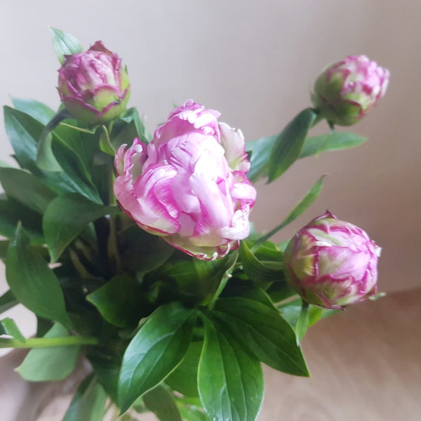 Bunch of peonies - Available from Monday 13th June - Rose and Ammi Flowers Edinburgh florist