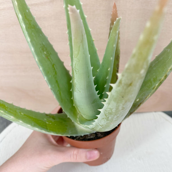 Small Aloe Vera plants - Rose and Ammi Flowers Edinburgh florist